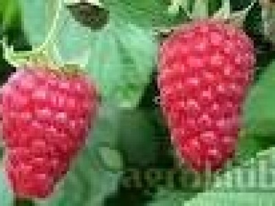 Sadnice malina i kupina