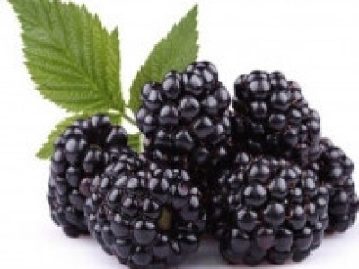 Sadnice malina i kupina