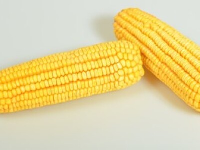 DKC5830 hibrid kukuruza, FAO 570