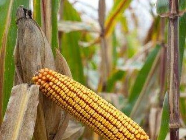 Krabas - PZ - hibrid kukuruza, FAO 300