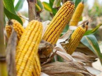 Krebs - Z - hibrid kukuruza, FAO 490