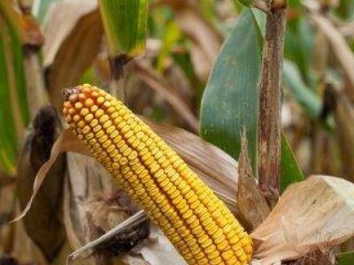 Krebs - Z - hibrid kukuruza, FAO 490