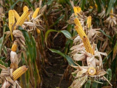 Krebs - Z - hibrid kukuruza, FAO 490