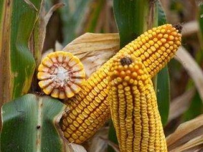 Kamparis - hibrid kukuruza, FAO 380