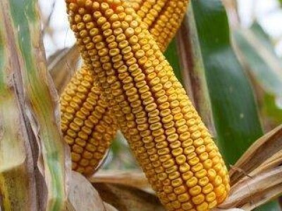 Kamparis - hibrid kukuruza, FAO 380