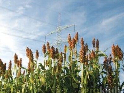 KWS Hannibal - hibris sirka