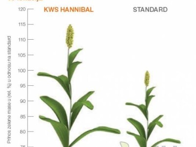KWS Hannibal - hibris sirka