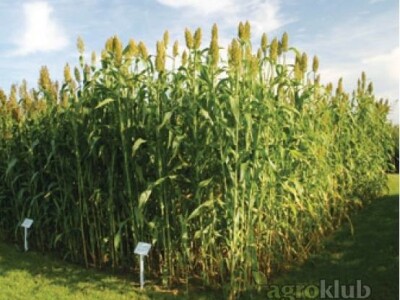 KWS Titus - hibrid sirka