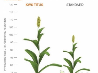 KWS Titus - hibrid sirka