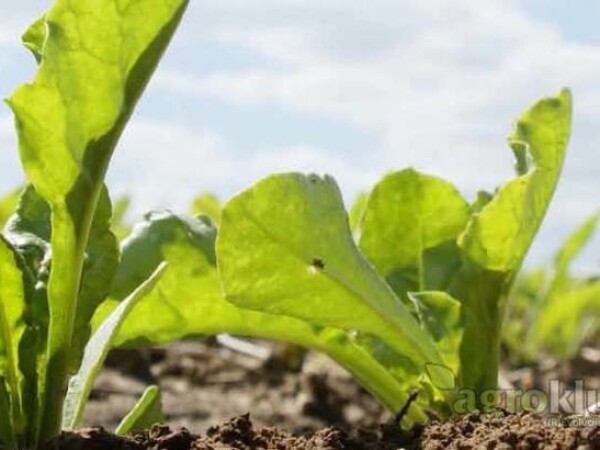 Marianka KWS EPD R/Rc - sjeme šećerne repe