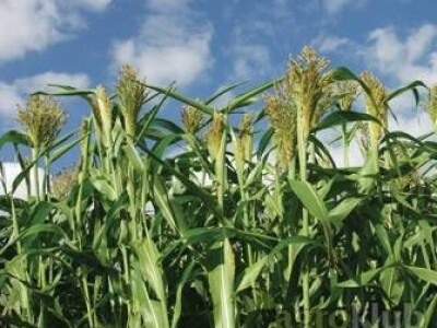 KWS Santos - hibrid sirka