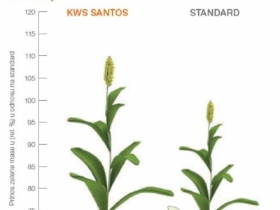 KWS Santos - hibrid sirka