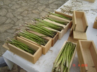 Ekološka zelena šparoga