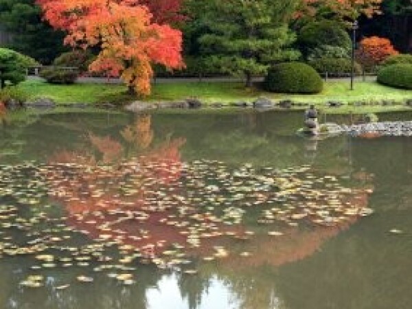 Acer palmatum - Dlanolisni javor - Sadnica