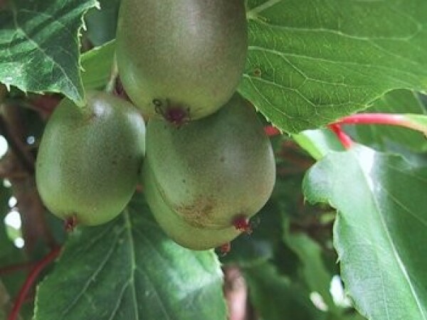 Actinidia arguta - Sadnica - Sibirski kivi