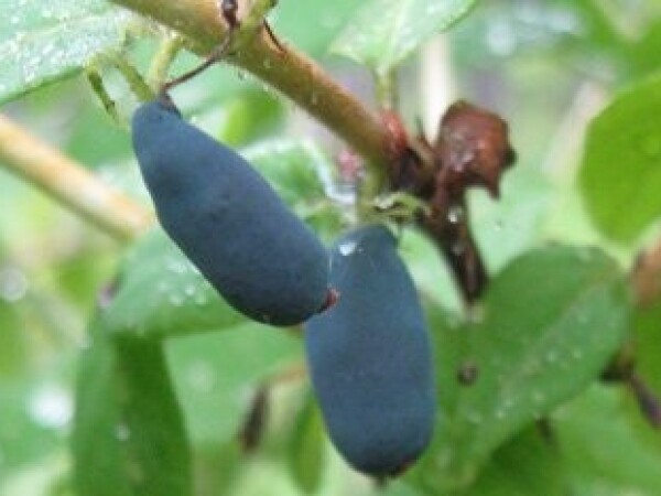 Lonicera caerulea var. kamchatica - Sadnica - Sibirska borovnica