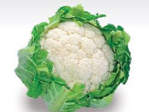 Sjeme cvjetače CONCEPT F1 2.500s