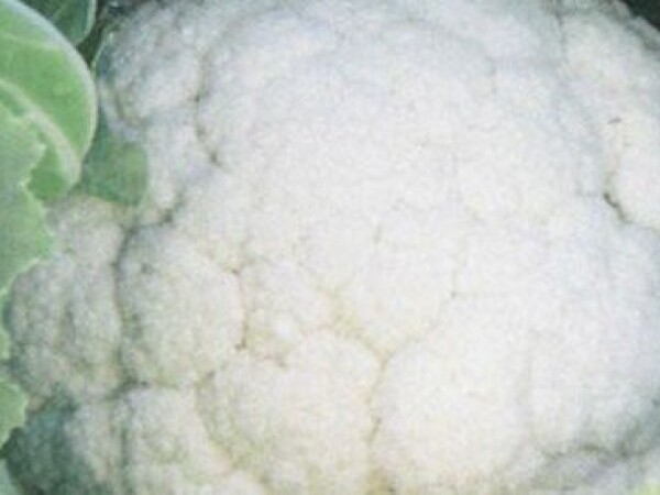 Sjeme cvjetače TROFEO F1 2.500s