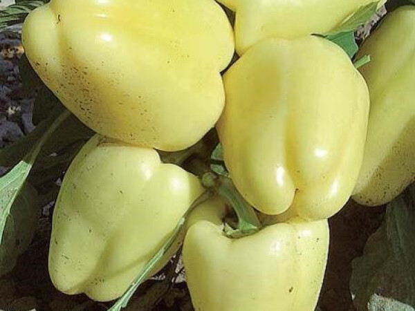 Sjeme paprike BAGOLY F1 1.000s