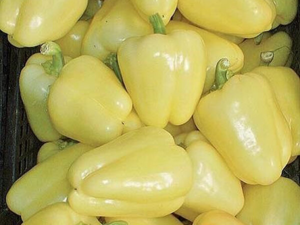 Sjeme paprike BIBIC F1 1.000s