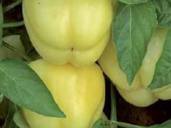 Sjeme paprike BOBITA F1 1.000s