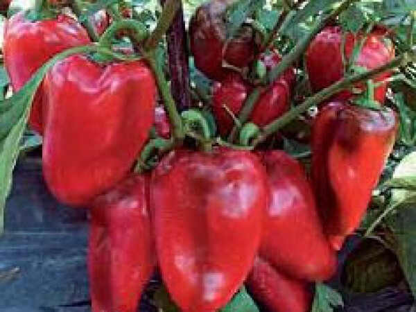 Sjeme paprike CSANGO F1 1.000s