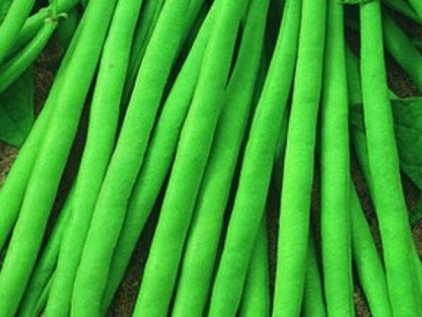 Sjeme mahuna PRIMEL 1kg