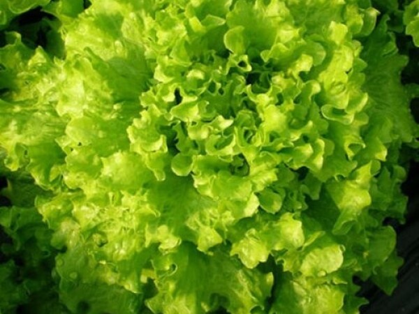 Sjeme salate TONALE 5.000s