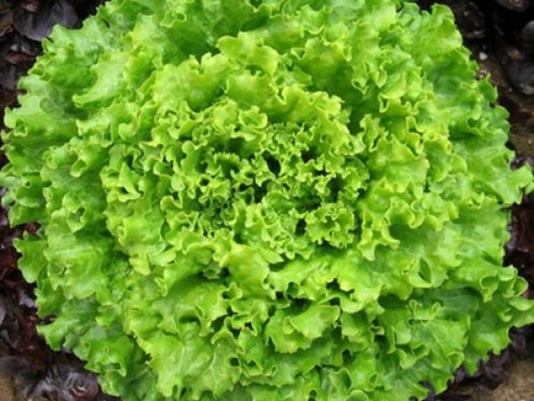 Sjeme salate ABBICE 5.000s