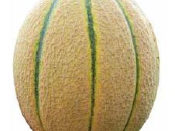 Sjeme dinje CHIANTI F1 500s