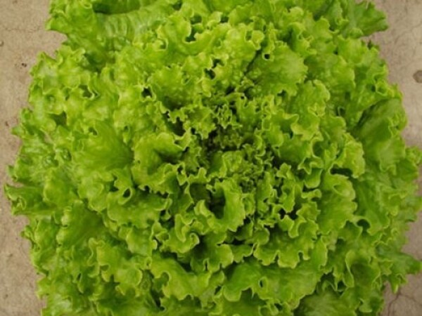 Sjeme salate EXQUISE 10gr