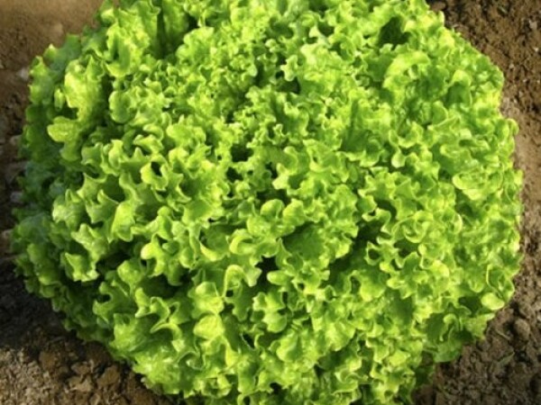 Sjeme salate LIRICE 5.000s