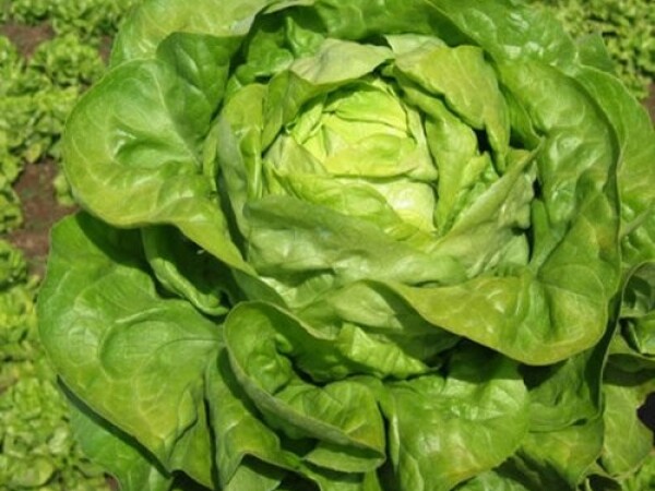 Sjeme salate ZERALDA