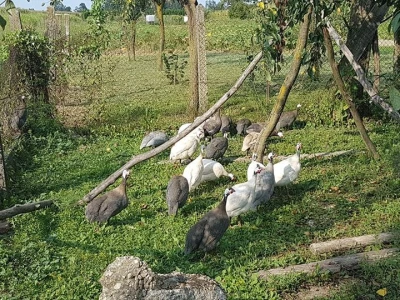 Prodajem mlade BISERKE [ PERLINKE ]