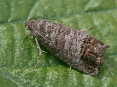 GRANUPOM - Uspješno suzbijanje jabučnog savijača