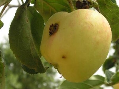 GRANUPOM - Uspješno suzbijanje jabučnog savijača