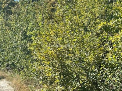 Prodajem šumu Radovašnica