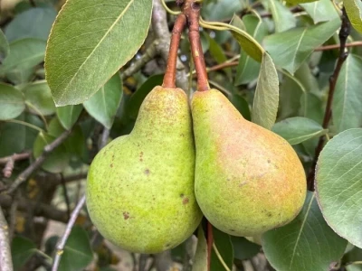 Kruške Viljamovke – domaće, zrele, za preradu – 0,70 €/kg