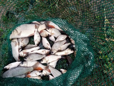 Prodajem mladj sarana