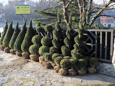 Šimšir, pušpan, buxus, rasadnik, ukrasno bilje