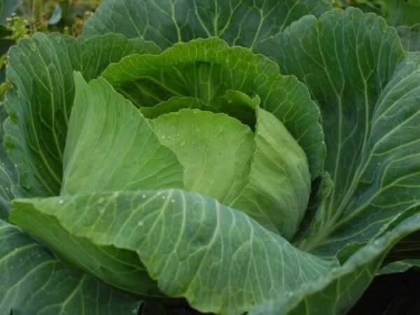 Eko povrće - Kupus (zelje)