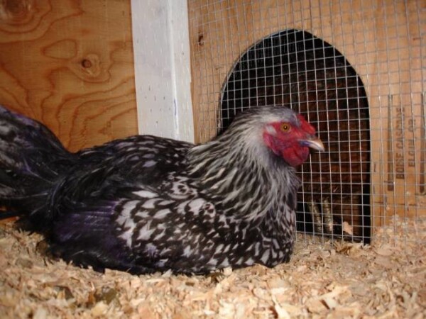 Insectosec - za suzbijanje crvenih grinja i ostalih parazita