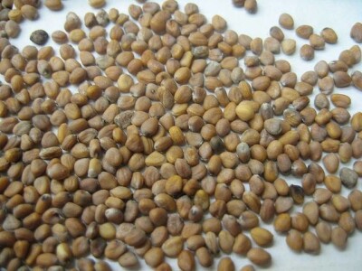 Prodajemo sjeme Rauole