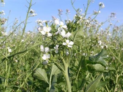 Prodajemo sjeme Rauole