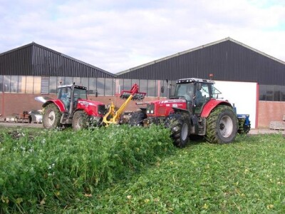 Prodajemo sjeme Rauole