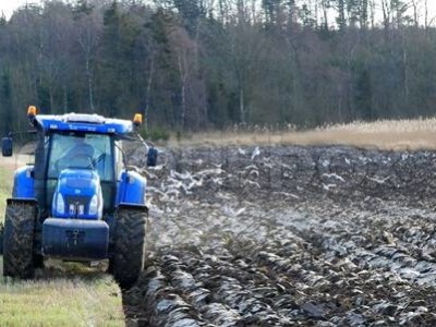 Prodajemo sjeme Rauole