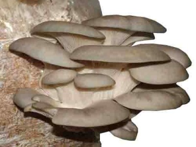 Seme bukovače,shiitake,šampinjona