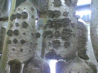 Seme bukovače,shiitake,šampinjona