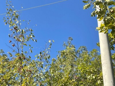 Prodajem šumu Radovašnica