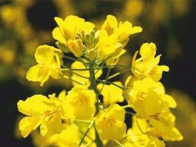 Turan KWS - hibrid uljane repice